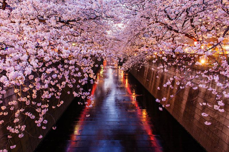 Hoa anh đào ở sông Meguro Hoa anh đào ở sông Meguro
